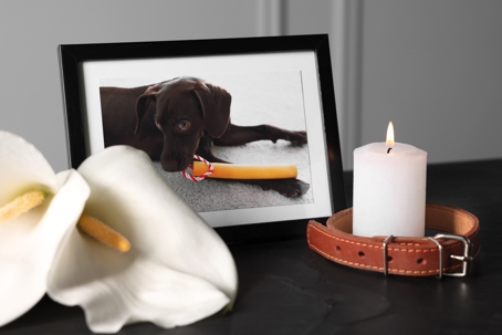 pet memorial